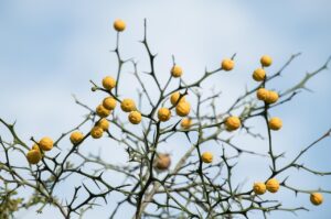 プレミアムオプションが男性に与える効果はあるの？