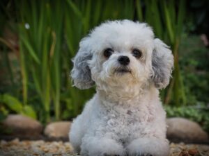 プレミアムオプションの男性に対する効果はあるの？