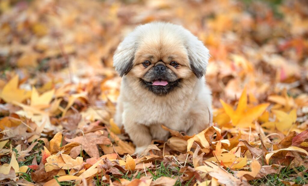 婚活におすすめのマッチングアプリランキングは？