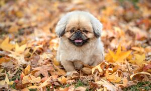 婚活におすすめのマッチングアプリランキングは？