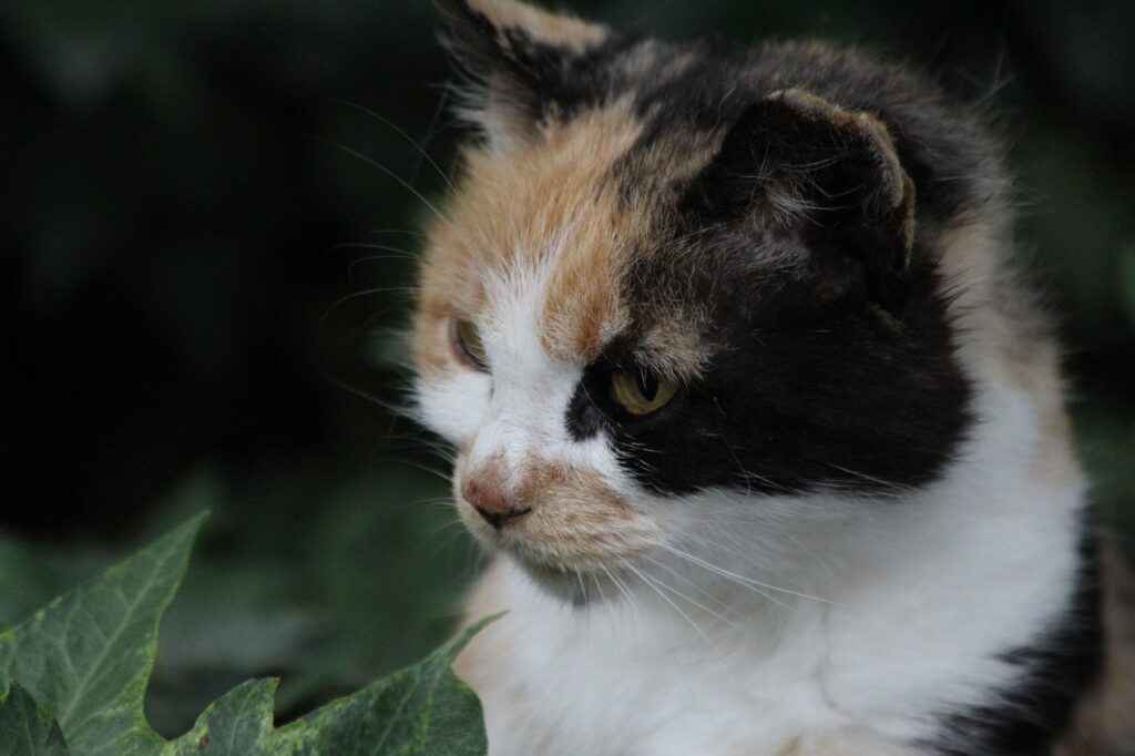 中高年女性がマッチングアプリを利用する際の注意点は？