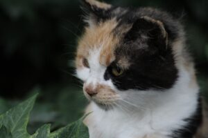 中高年女性がマッチングアプリを利用する際の注意点は？